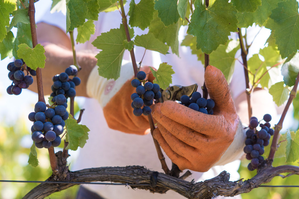 tonkovic-kadarka-berba14