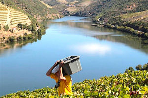 harvest-quinta_do_popa