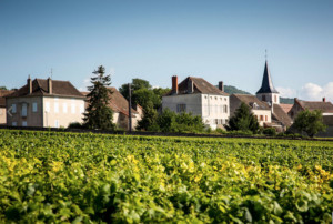 montrachet