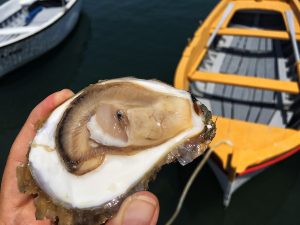 kapetanova-kuca-kamenica