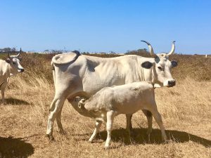 boskarini-tranjenje-tele3 (1) copy