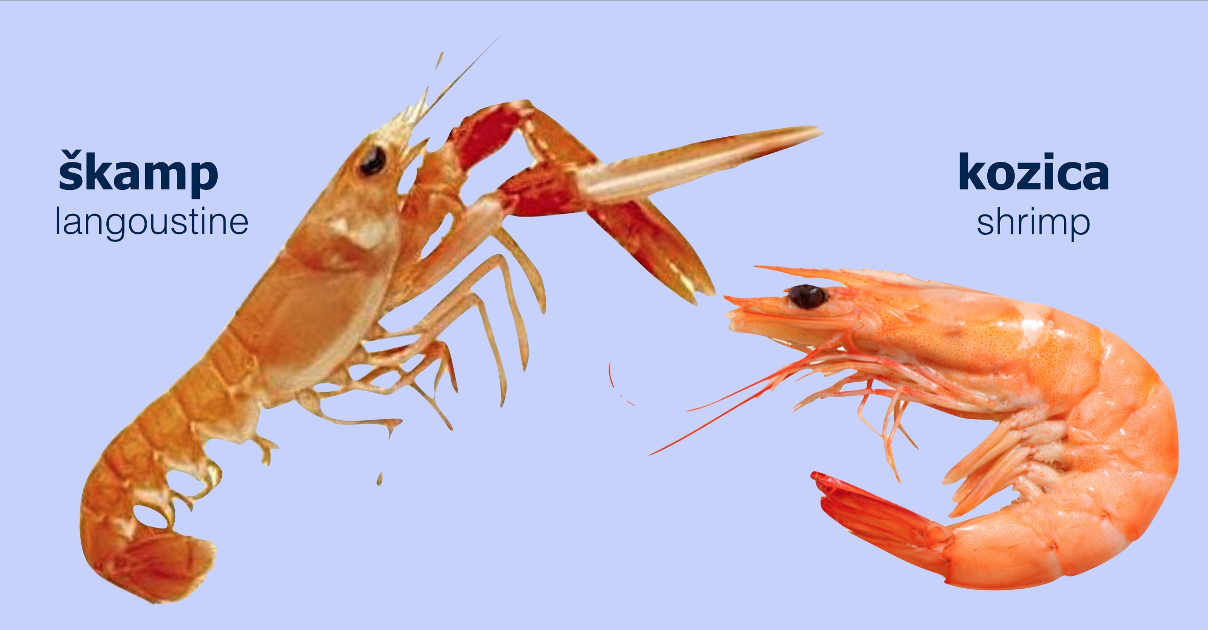 rtl-prijevod-skampi-kozice