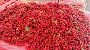 tresnje-prve-trznica-2018