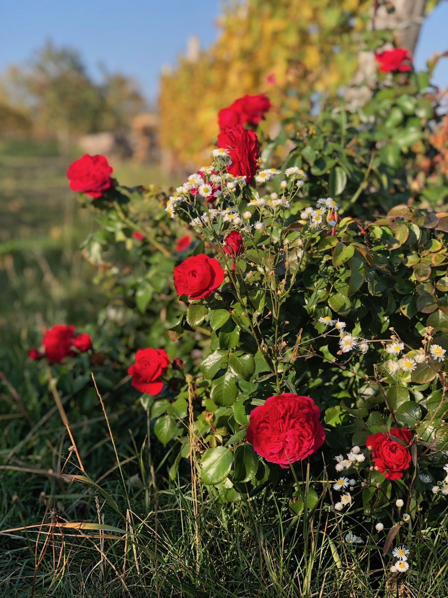 mihalj-vinograd-detalj