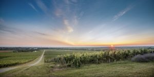 principovac-vinograd2