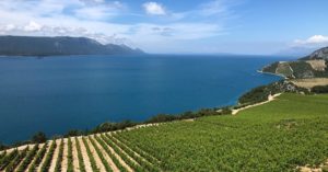 terra-madre-vinograd