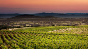 korlat-vinograd-zalazak