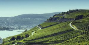 rheingau