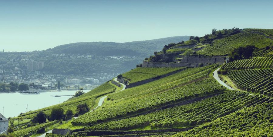 rheingau