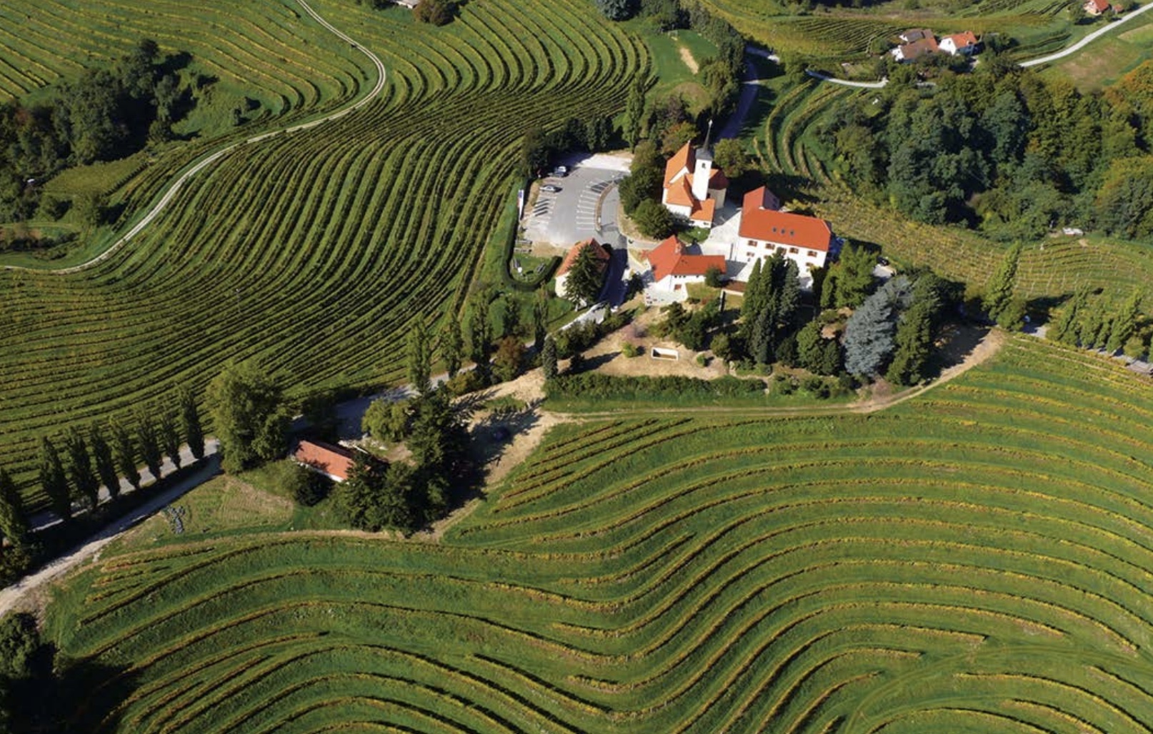 puklavec-vinogradi-1