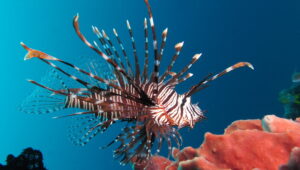 lionfish