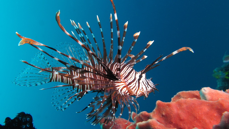 lionfish