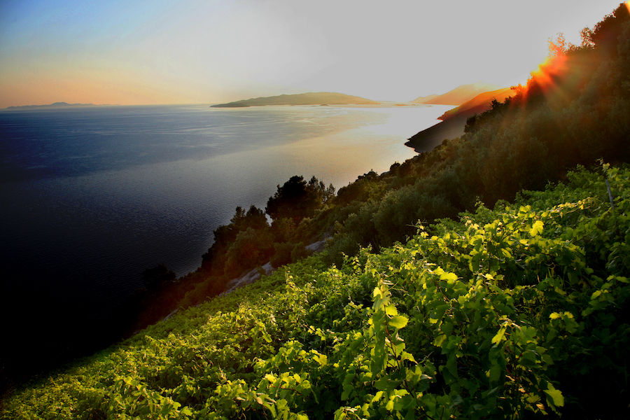 adria-vinogradi-dingac