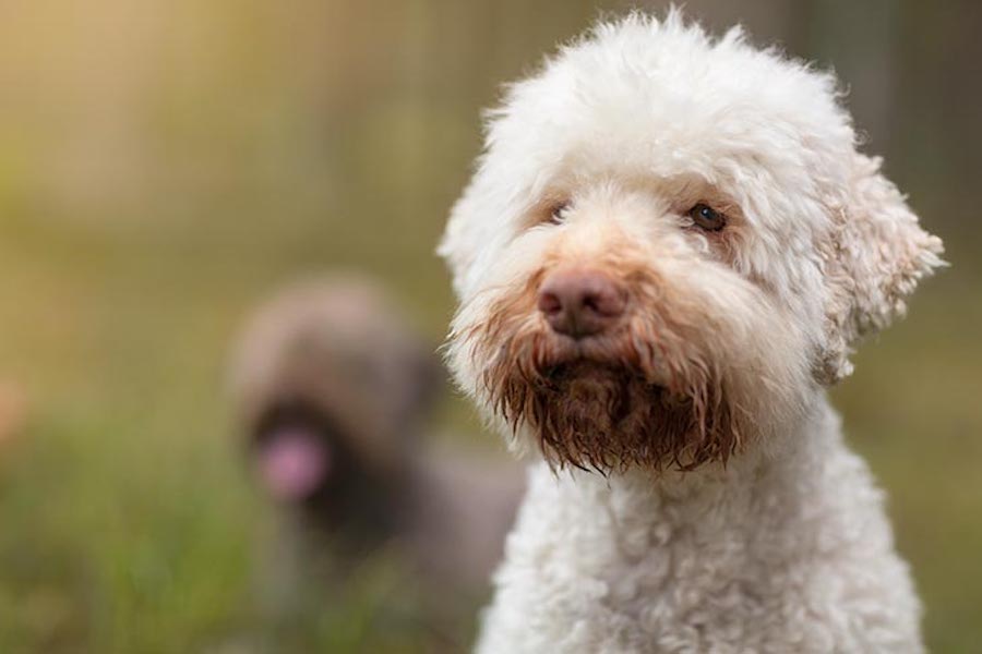 lagotto-romagnolo