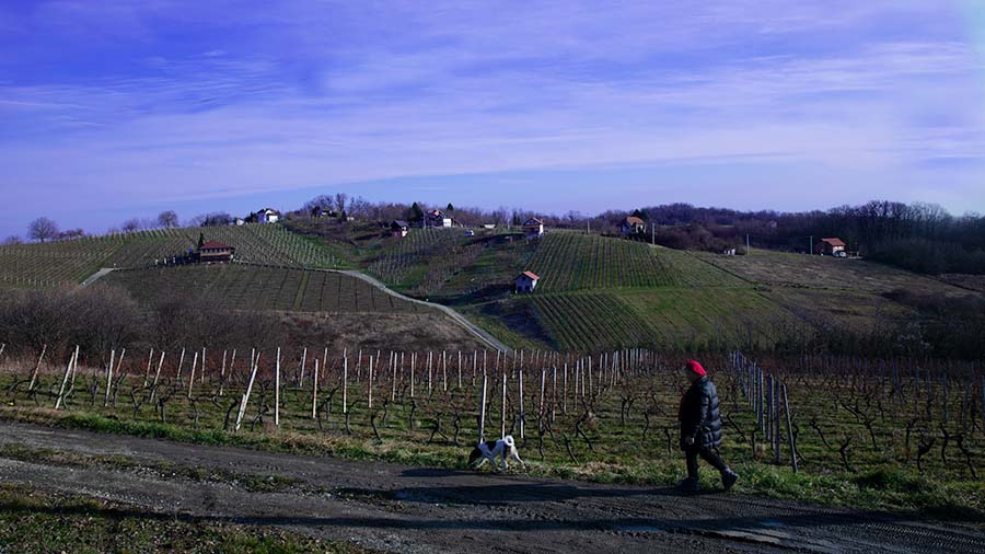 litterarii-vinogradi-3