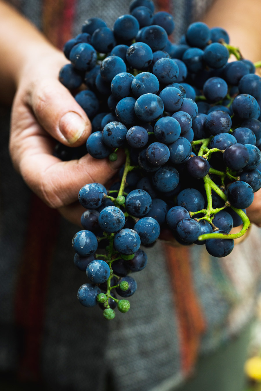 tribidrag-naslovnica