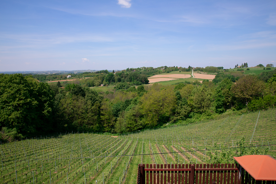 dvanajscak-vinogradi-pogled