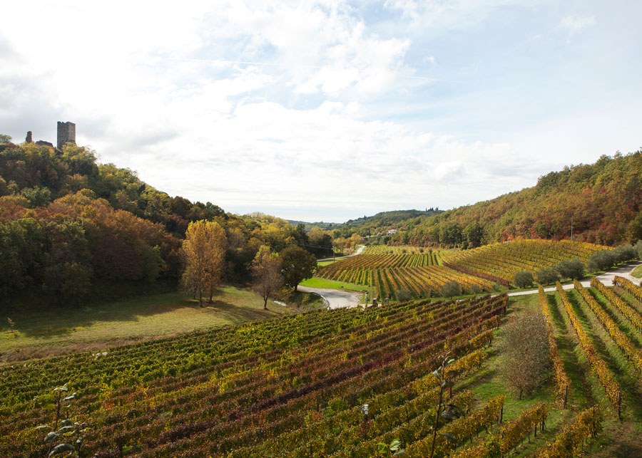 kozlovic-vinograd-kucera