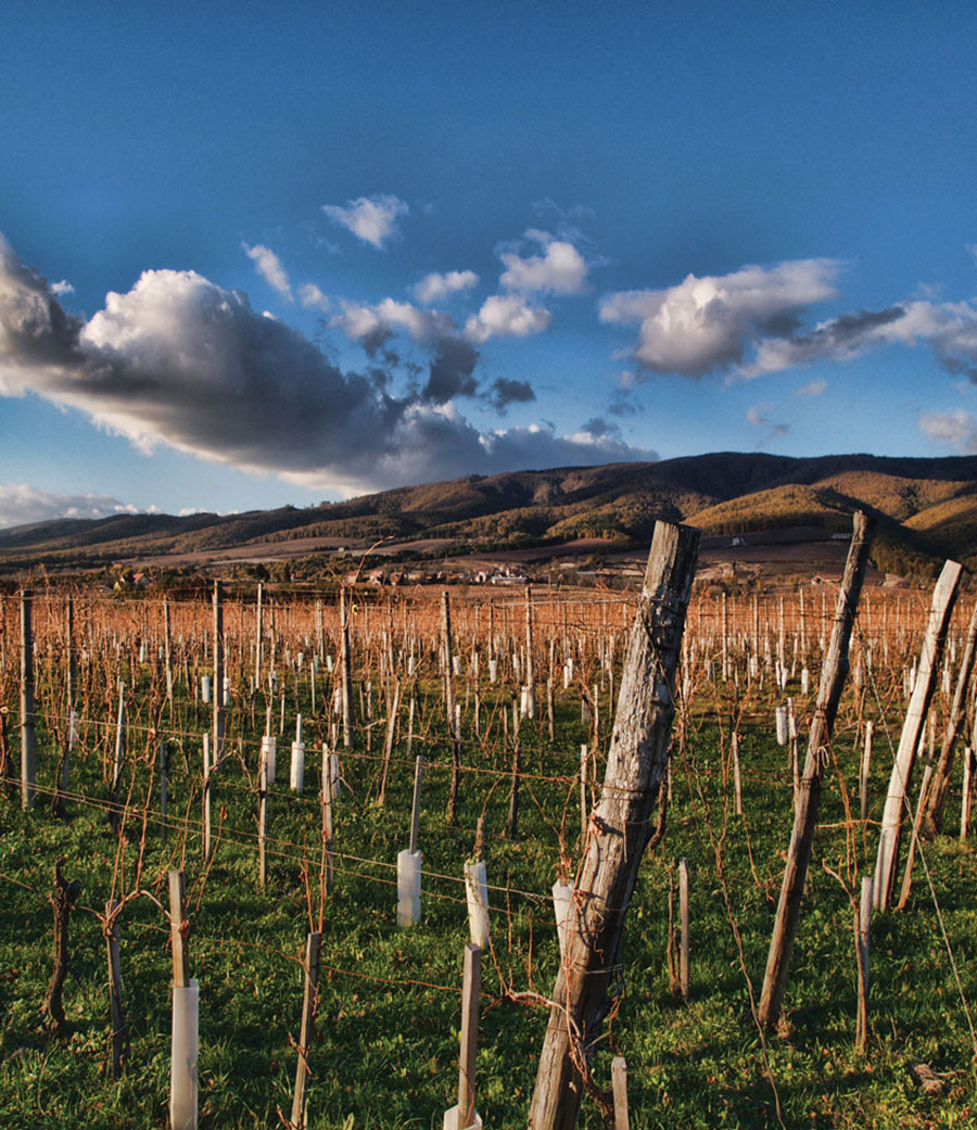 krauthaker-novi-vinogradi