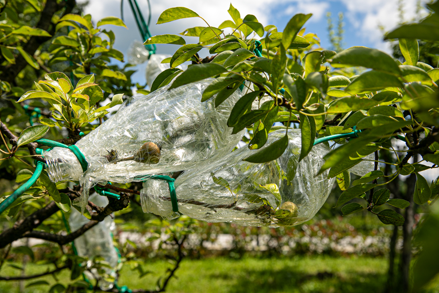 magdic-viljamovke-stabla